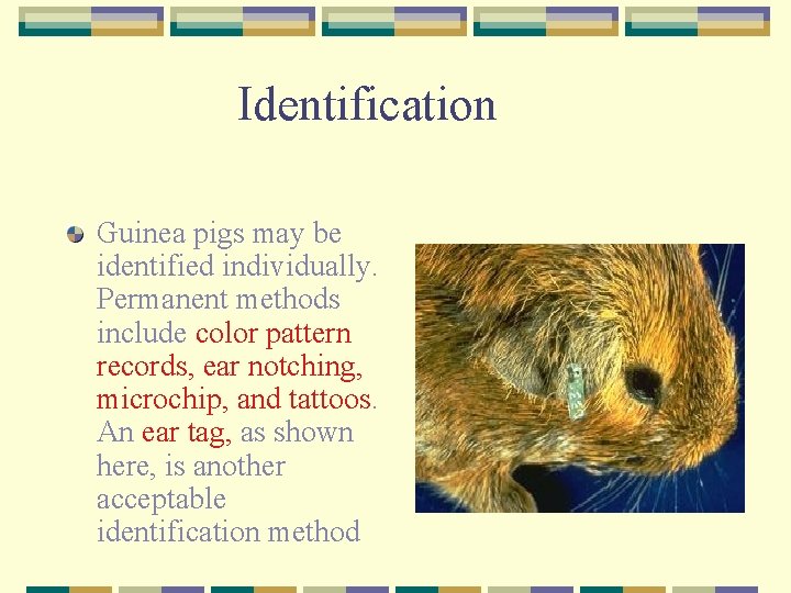 Identification Guinea pigs may be identified individually. Permanent methods include color pattern records, ear