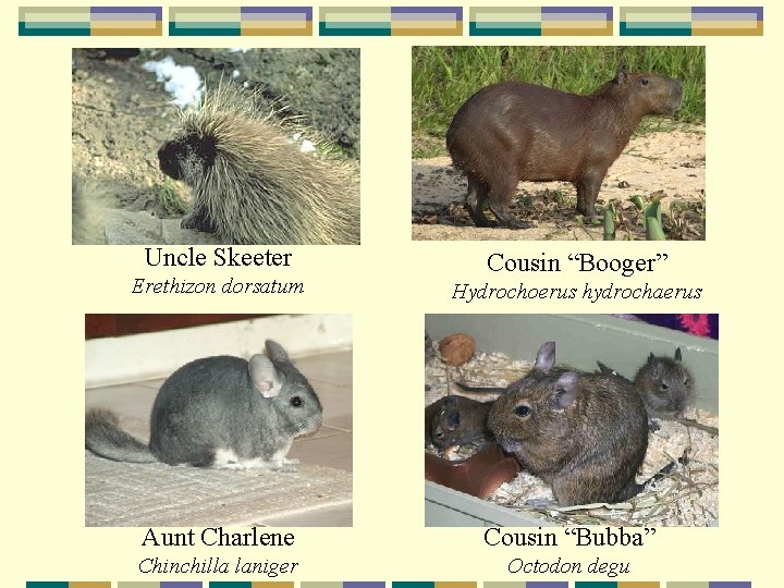 Uncle Skeeter Erethizon dorsatum Cousin “Booger” Hydrochoerus hydrochaerus Aunt Charlene Cousin “Bubba” Chinchilla laniger