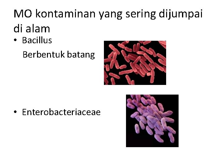 MO kontaminan yang sering dijumpai di alam • Bacillus Berbentuk batang • Enterobacteriaceae 
