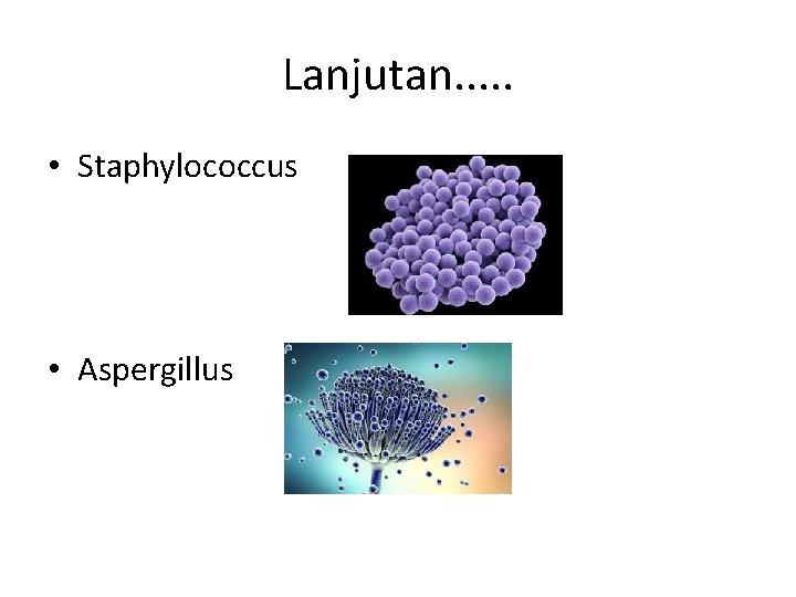Lanjutan. . . • Staphylococcus • Aspergillus 