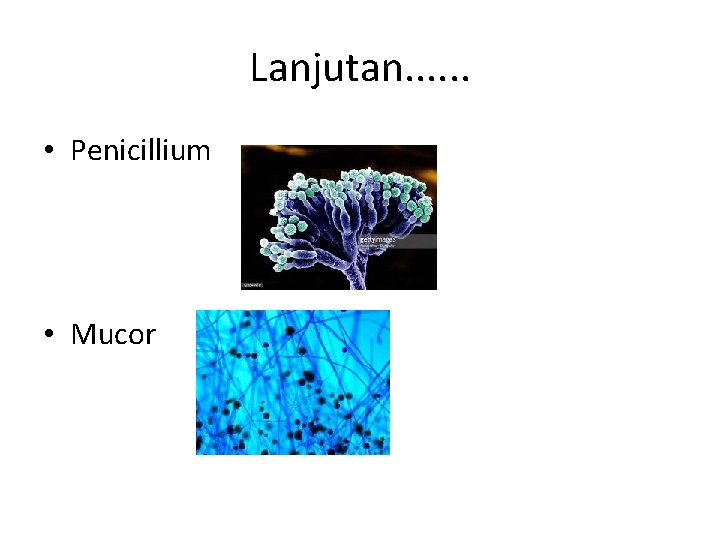 Lanjutan. . . • Penicillium • Mucor 