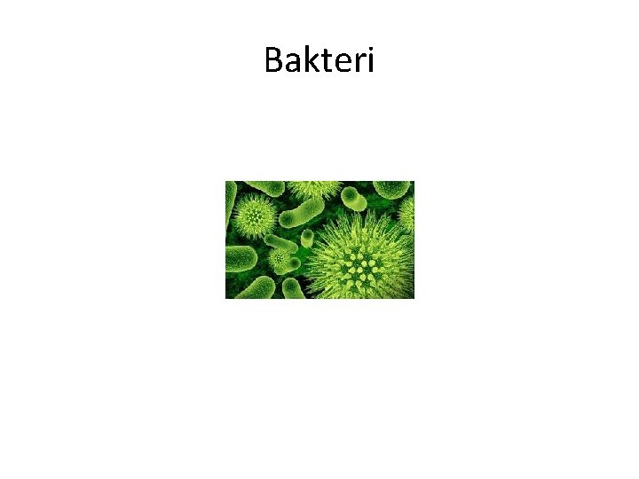 Bakteri 