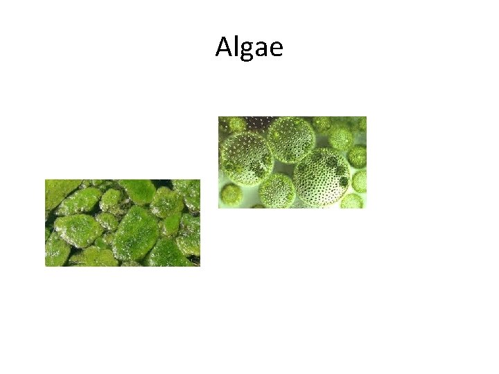 Algae 