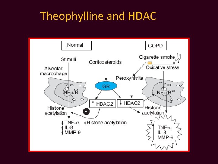 Theophylline and HDAC 