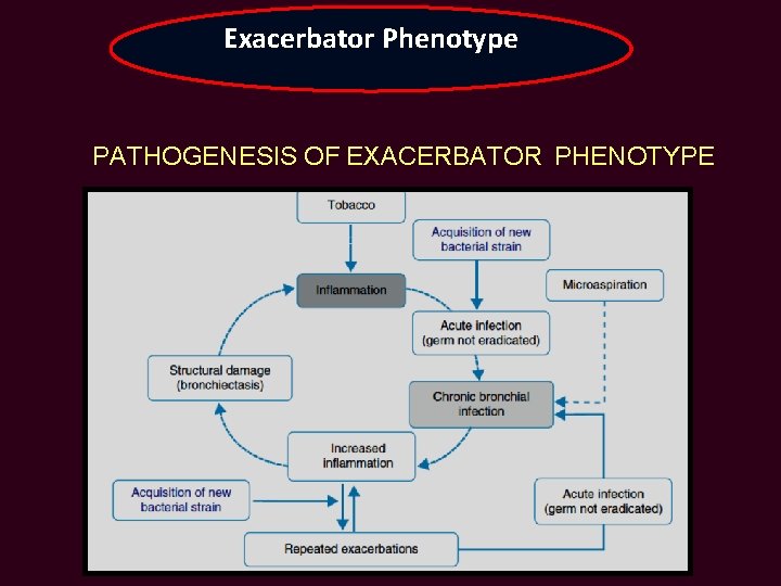 Exacerbator Phenotype PATHOGENESIS OF EXACERBATOR PHENOTYPE 