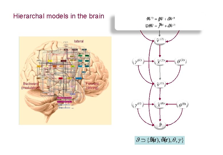 Hierarchal models in the brain lateral Backward (modulatory) Forward (driving) 