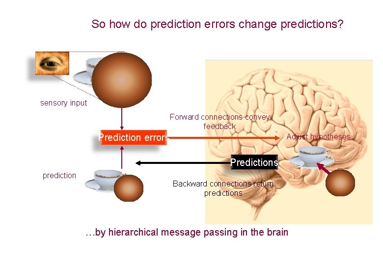 So how do prediction errors change predictions? sensory input Forward connections convey feedback Adjust