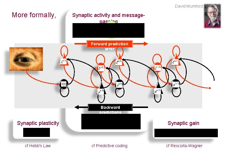 David Mumford More formally, Synaptic activity and messagepassing Forward prediction error Backward predictions Synaptic