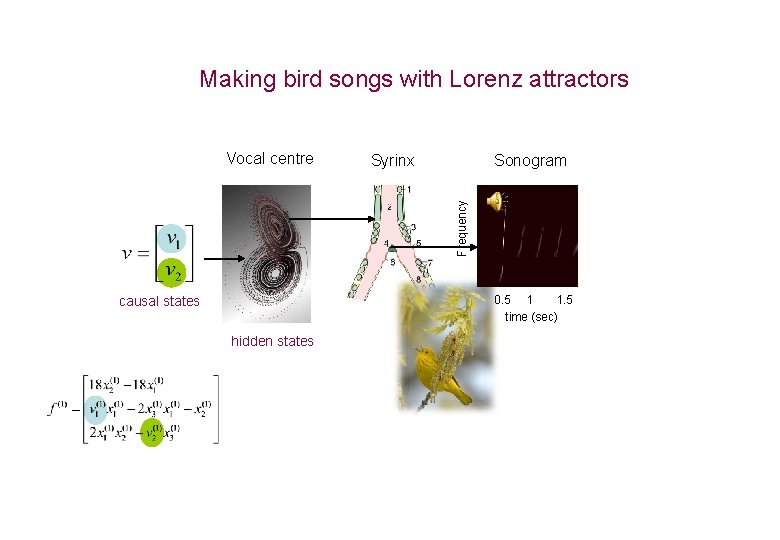 Making bird songs with Lorenz attractors Syrinx Sonogram Frequency Vocal centre 0. 5 1