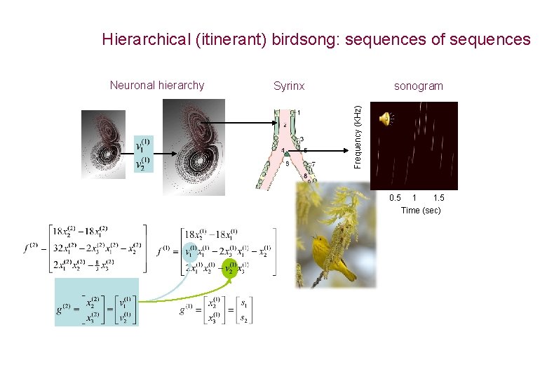 Hierarchical (itinerant) birdsong: sequences of sequences sonogram Syrinx Frequency (KHz) Neuronal hierarchy 0. 5