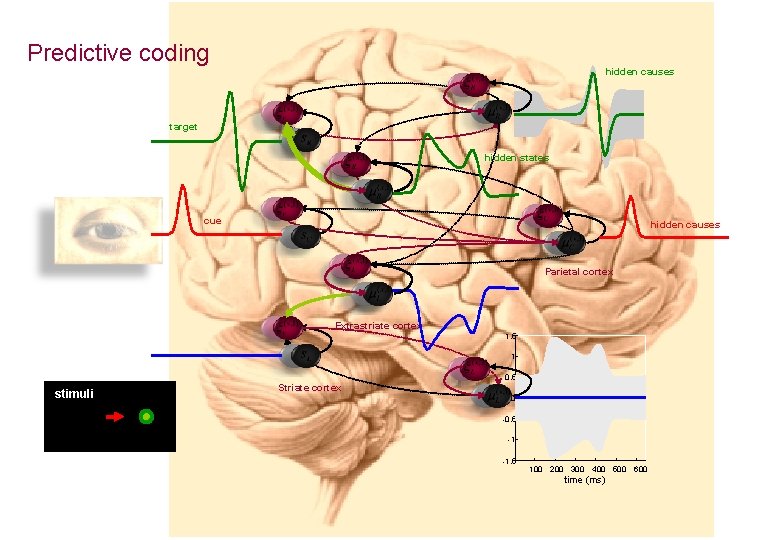 Predictive coding hidden causes target hidden states cue hidden causes Parietal cortex Extrastriate cortex