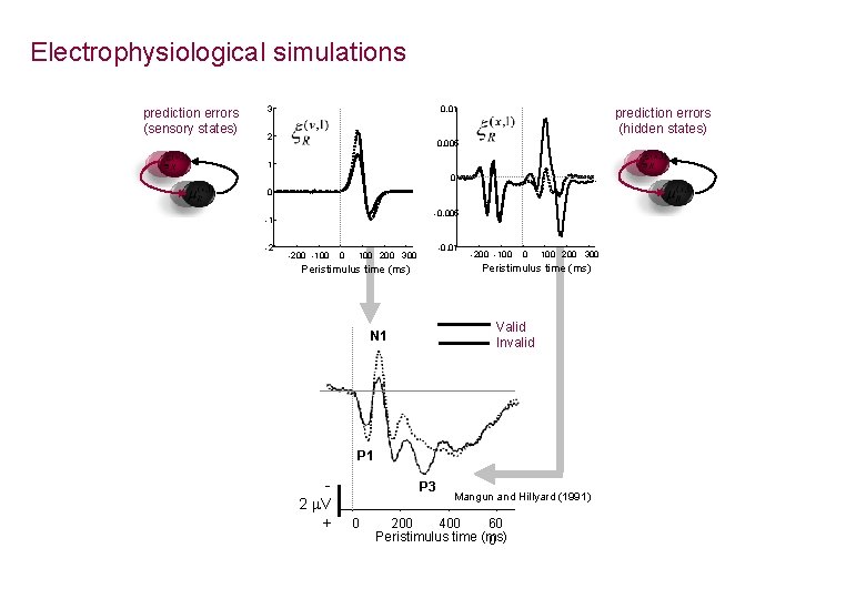 Electrophysiological simulations prediction errors (sensory states) 3 0. 01 2 prediction errors (hidden states)