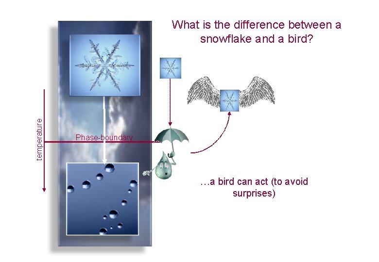 temperature What is the difference between a snowflake and a bird? Phase-boundary …a bird