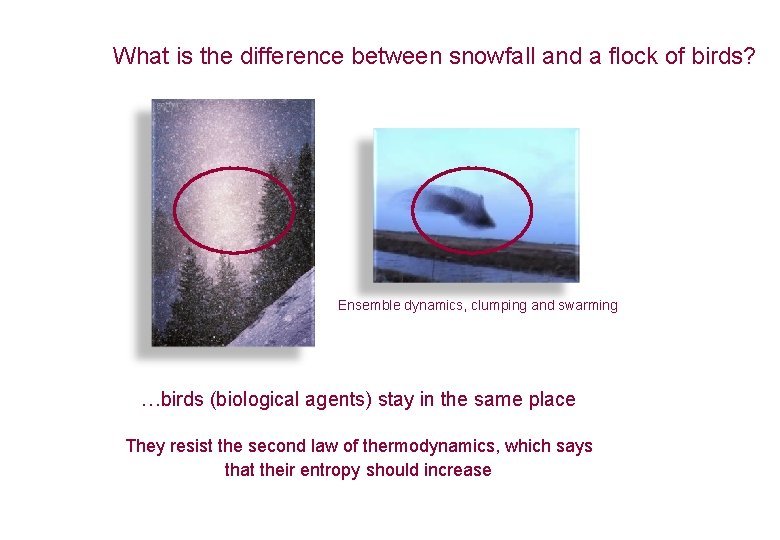 What is the difference between snowfall and a flock of birds? Ensemble dynamics, clumping