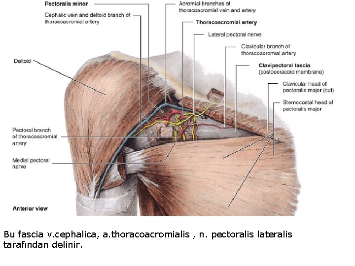 Bu fascia v. cephalica, a. thoracoacromialis , n. pectoralis lateralis tarafından delinir. 