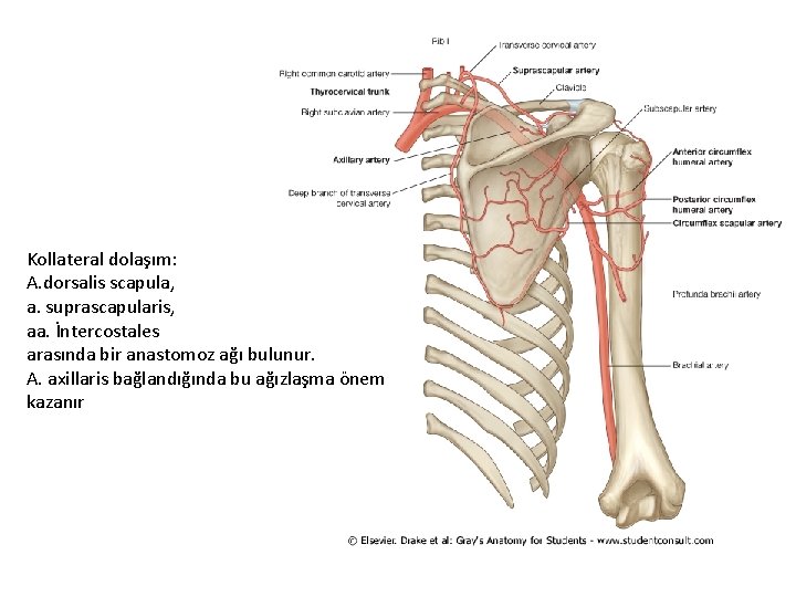 Kollateral dolaşım: A. dorsalis scapula, a. suprascapularis, aa. İntercostales arasında bir anastomoz ağı bulunur.