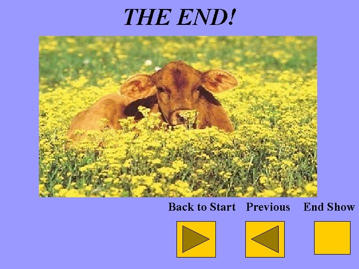 THE END! Back to Start Previous End Show 