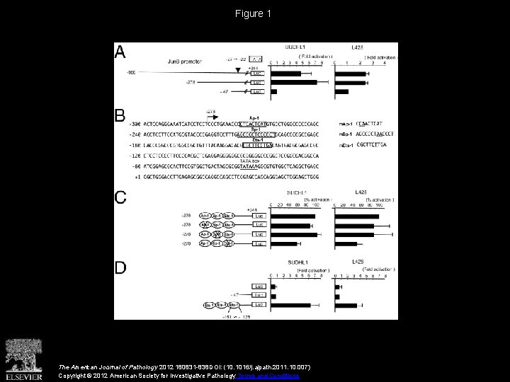 Figure 1 The American Journal of Pathology 2012 180831 -838 DOI: (10. 1016/j. ajpath.