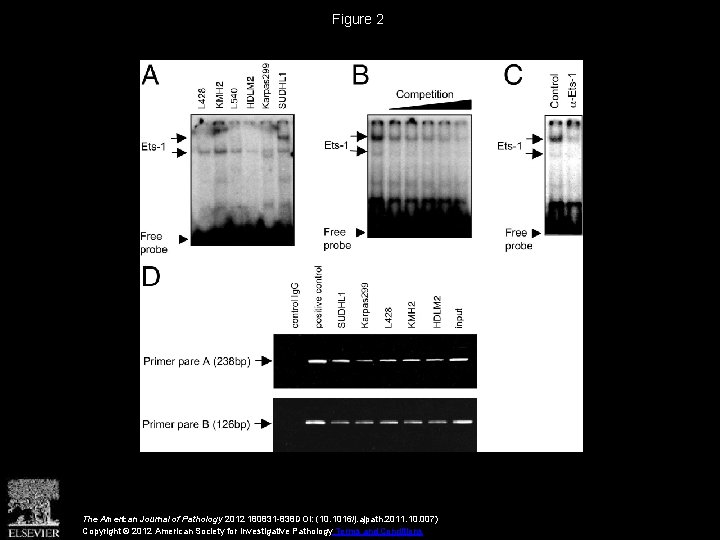 Figure 2 The American Journal of Pathology 2012 180831 -838 DOI: (10. 1016/j. ajpath.