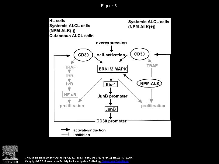 Figure 6 The American Journal of Pathology 2012 180831 -838 DOI: (10. 1016/j. ajpath.