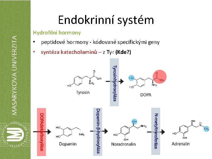 Endokrinní systém Hydrofilní hormony • peptidové hormony - kódované specifickými geny • syntéza katecholaminů