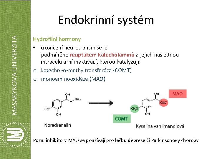 Endokrinní systém Hydrofilní hormony • ukončení neurotransmise je podmíněno reuptakem katecholaminů a jejich následnou