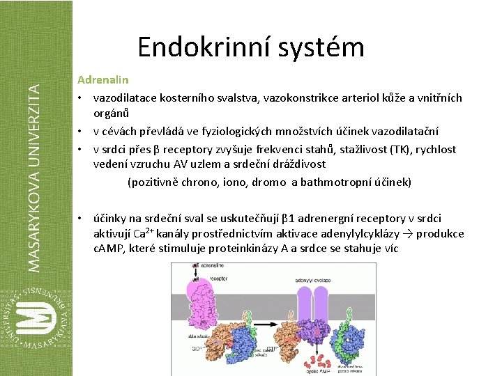 Endokrinní systém Adrenalin • vazodilatace kosterního svalstva, vazokonstrikce arteriol kůže a vnitřních orgánů •