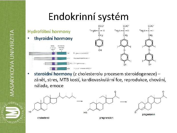 Endokrinní systém Hydrofóbní hormony • thyroidní hormony • steroidní hormony (z cholesterolu procesem steroidogeneze)