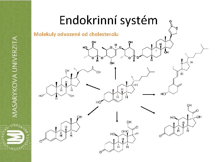 Endokrinní systém Molekuly odvozené od cholesterolu digitoxin (ouabain) kys. cholová vit. D 3 CHL