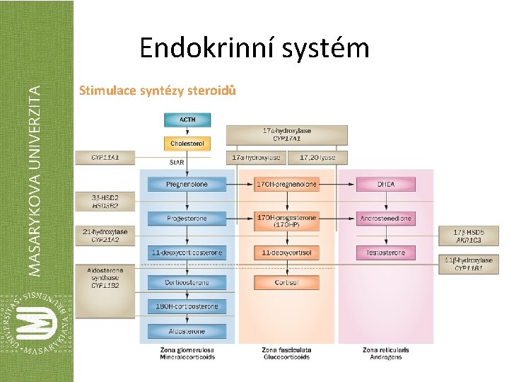 Endokrinní systém Stimulace syntézy steroidů 