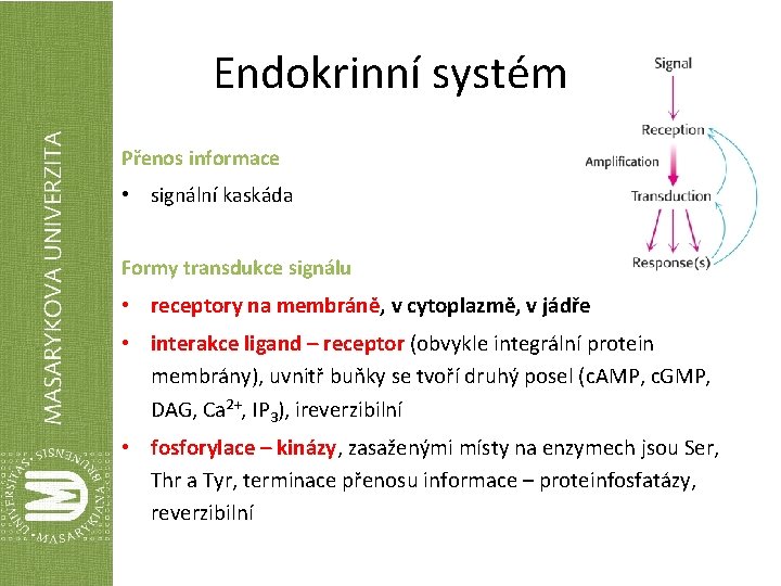 Endokrinní systém Přenos informace • signální kaskáda Formy transdukce signálu • receptory na membráně,