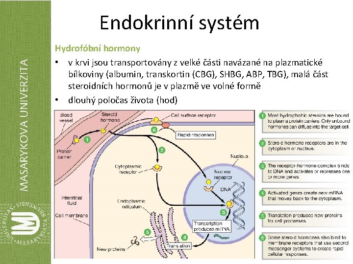 Endokrinní systém Hydrofóbní hormony • v krvi jsou transportovány z velké části navázané na
