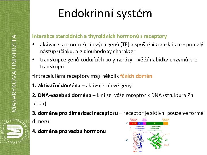 Endokrinní systém Interakce steroidních a thyroidních hormonů s receptory • aktivace promotorů cílových genů