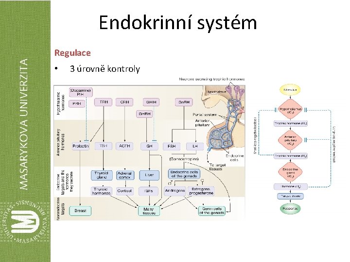 Endokrinní systém Regulace • 3 úrovně kontroly 