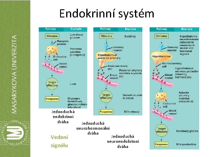 Endokrinní systém Jednoduchá endokrinní dráha Vedení signálu Jednoduchá neurohormonální dráha Jednoduchá neuroendokrinní dráha 