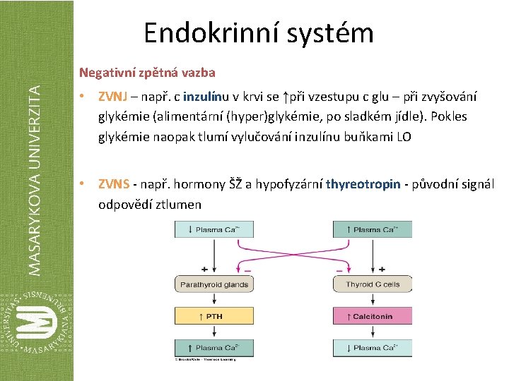 Endokrinní systém Negativní zpětná vazba • ZVNJ – např. c inzulínu v krvi se