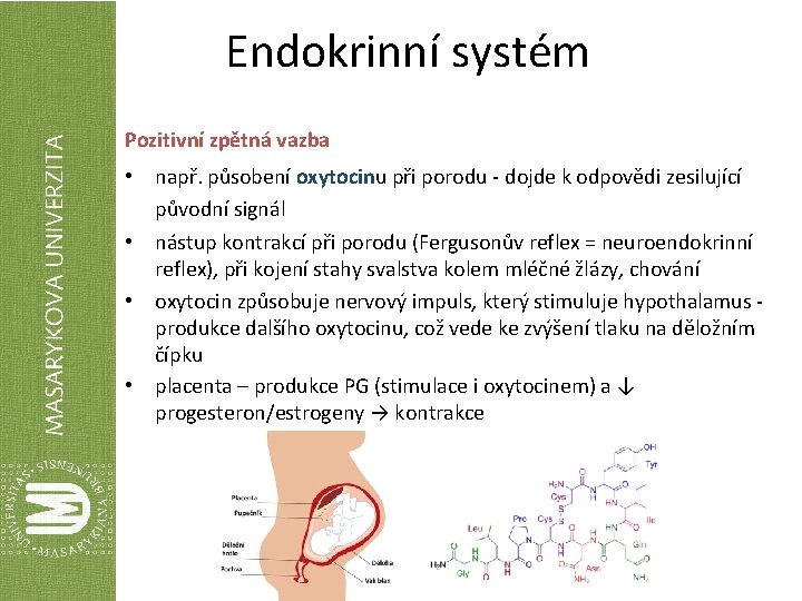 Endokrinní systém Pozitivní zpětná vazba • např. působení oxytocinu při porodu - dojde k