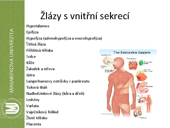 Žlázy s vnitřní sekrecí Hypotalamus Epifýza Hypofýza (adenohypofýza a neurohypofýza) Štítná žláza Příštítná tělíska