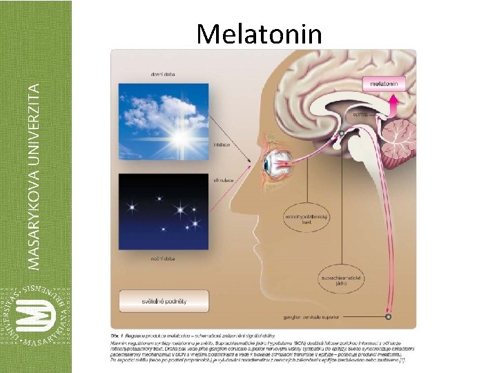 Melatonin 