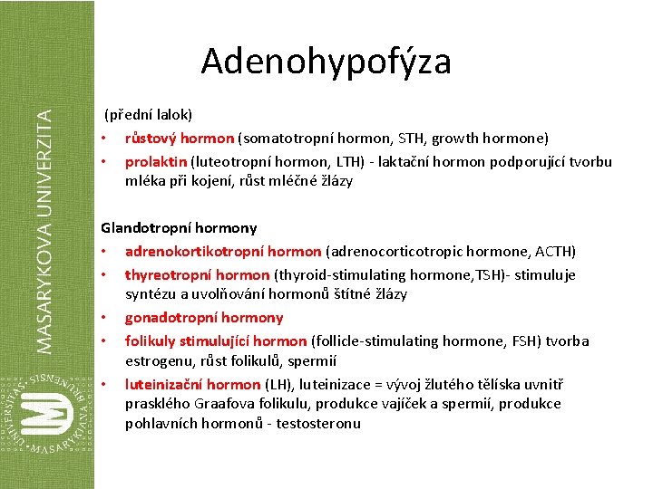 Adenohypofýza (přední lalok) • růstový hormon (somatotropní hormon, STH, growth hormone) • prolaktin (luteotropní
