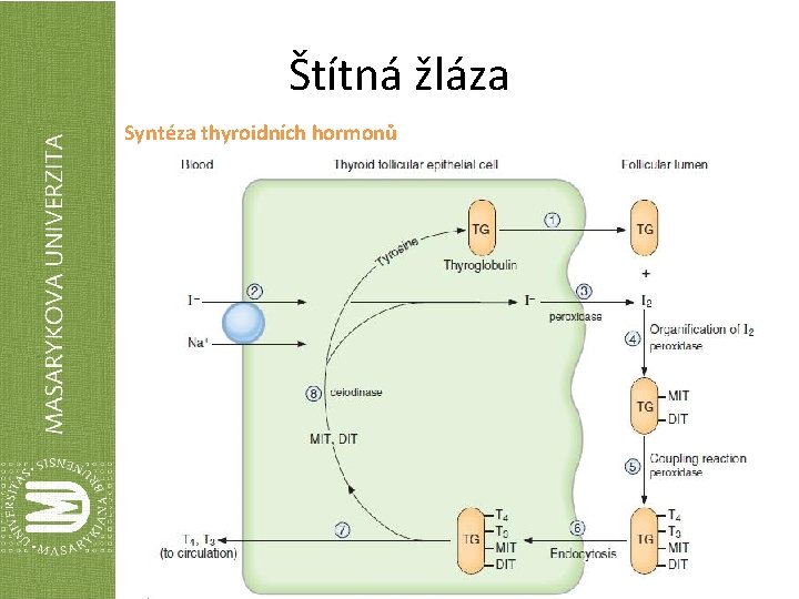 Štítná žláza Syntéza thyroidních hormonů 