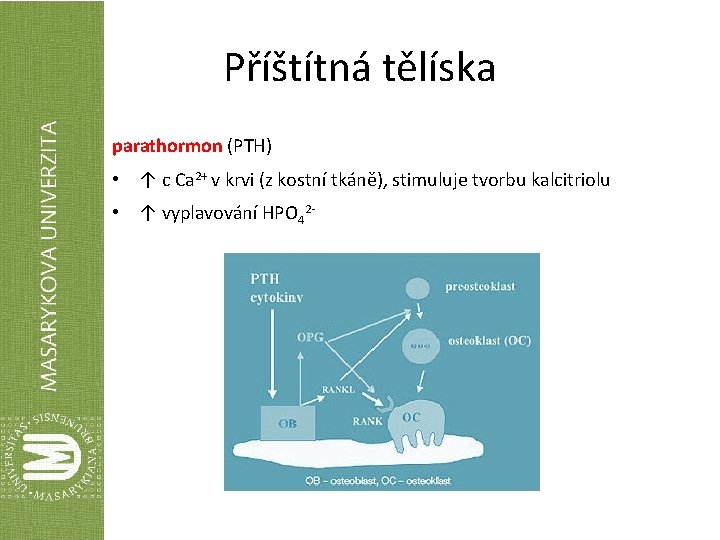 Příštítná tělíska parathormon (PTH) • ↑ c Ca 2+ v krvi (z kostní tkáně),