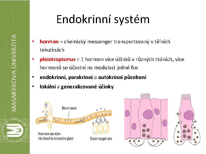 Endokrinní systém • hormon = chemický messenger transportovaný v tělních tekutinách • pleiotropismus =