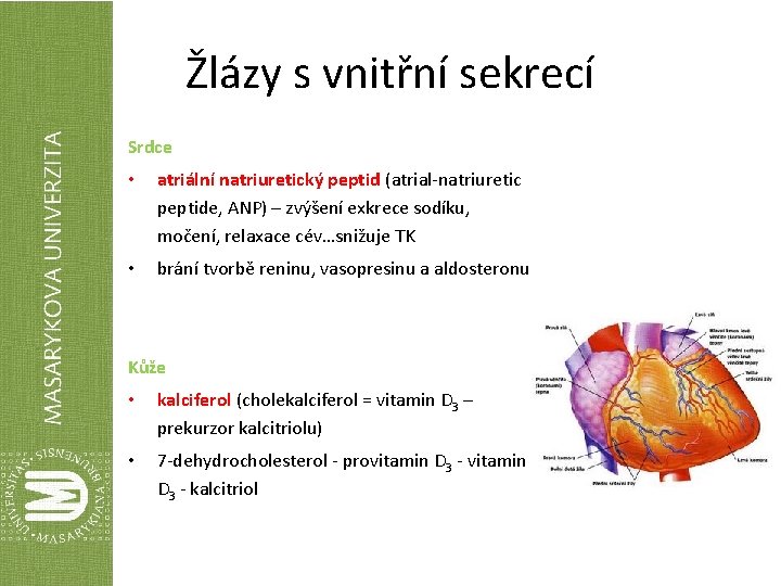 Žlázy s vnitřní sekrecí Srdce • atriální natriuretický peptid (atrial-natriuretic peptide, ANP) – zvýšení