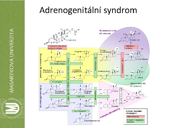 Adrenogenitální syndrom 