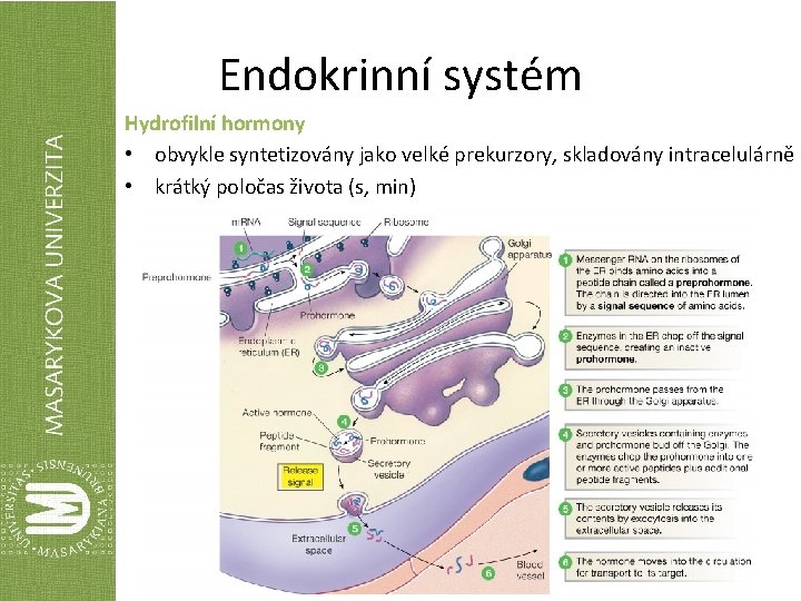 Endokrinní systém Hydrofilní hormony • obvykle syntetizovány jako velké prekurzory, skladovány intracelulárně • krátký