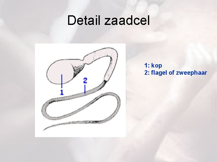 Detail zaadcel 1: kop 2: flagel of zweephaar 