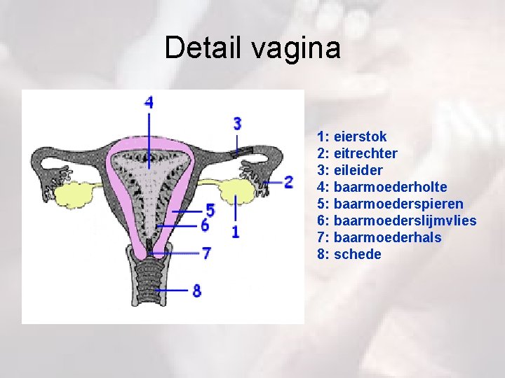 Detail vagina 1: eierstok 2: eitrechter 3: eileider 4: baarmoederholte 5: baarmoederspieren 6: baarmoederslijmvlies