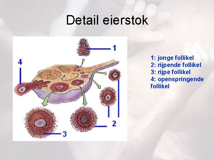 Detail eierstok 1: jonge follikel 2: rijpende follikel 3: rijpe follikel 4: openspringende follikel