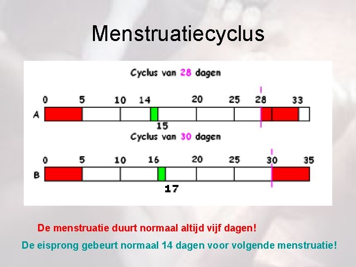 Menstruatiecyclus De menstruatie duurt normaal altijd vijf dagen! De eisprong gebeurt normaal 14 dagen